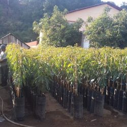 Vivero Los Amigos Toreo El Bajo