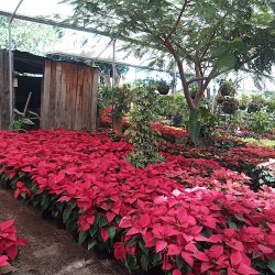 Vivero Miahuatlán De Las Flores