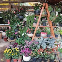 Vivero Nazareno
