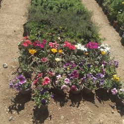Vivero San Benito