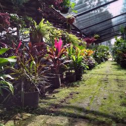 Vivero Villa De Las Flores