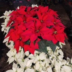 Vivero Y Florería Andritur