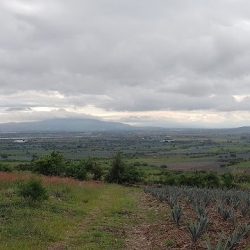 Zapote De Cestau